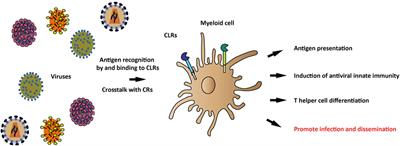 C-Type Lectin Receptors in Antiviral Immunity and Viral Escape